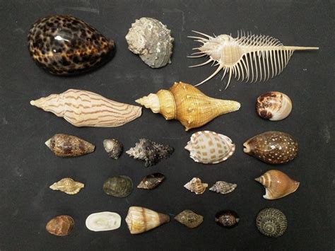 貝殼的種類